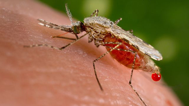 العلماء يجبرون بعوض الملاريا على التخلي عن الإناث