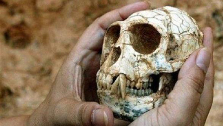 أبو ظبي..  اكتشاف بقايا قرد تعود لـ 8 ملايين عام 