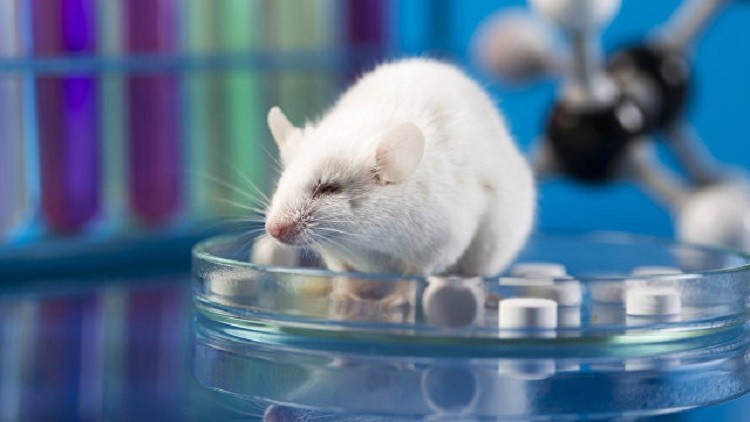 خلق أول جنين اصطناعي للفأر من الخلايا الجذعية