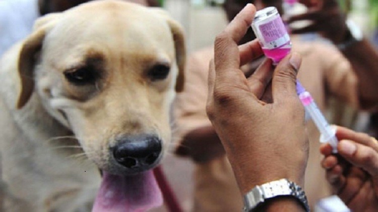 داء الكلب يقتل 189 شخصا يوميا في جميع أنحاء العالم